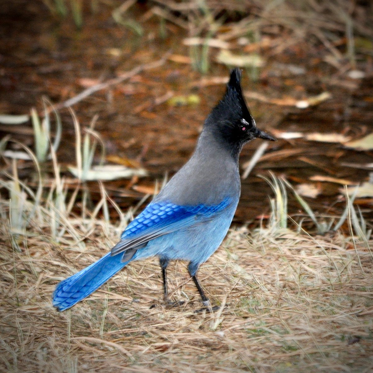 nakoontz's tweet photo. Steller’s Jay, Rocky Mountain National Park, CO (October 20, 2020). Photo credits c/o my son #SocialDistancingBirding #TrendingBlue https://t.co/0QsDR43Dtr