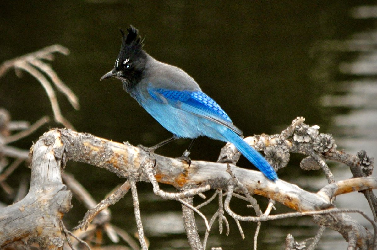 nakoontz's tweet photo. Steller’s Jay, Rocky Mountain National Park, CO (October 20, 2020). Photo credits c/o my son #SocialDistancingBirding #TrendingBlue https://t.co/0QsDR43Dtr