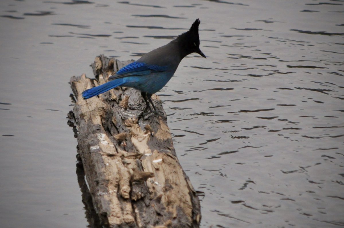 nakoontz's tweet photo. Steller’s Jay, Rocky Mountain National Park, CO (October 20, 2020). Photo credits c/o my son #SocialDistancingBirding #TrendingBlue https://t.co/0QsDR43Dtr