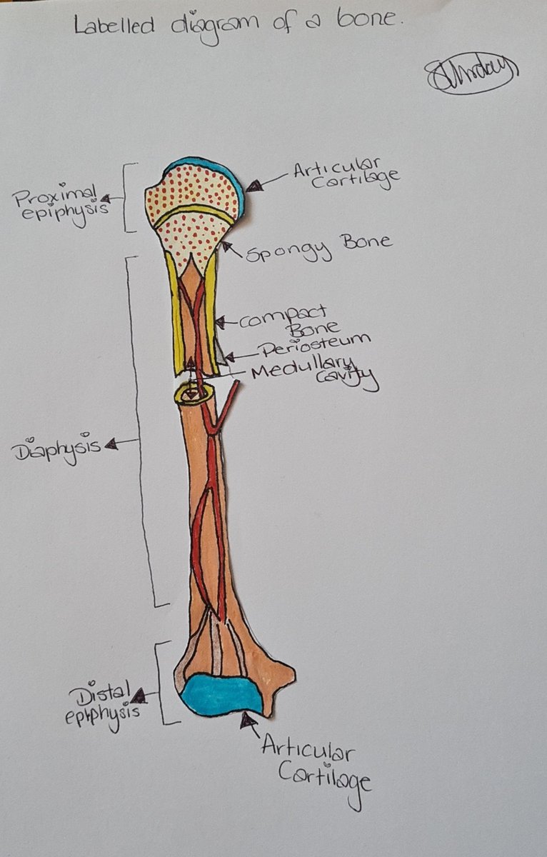 x_ElloPoppet_x's tweet photo. This is my absolutely rubbish attempt...let's hope they take pity on me and give me props for trying 😅😅 #Biology #NeedAnArtDegre #Hopeless #GonnaFail https://t.co/TrYH49faFv