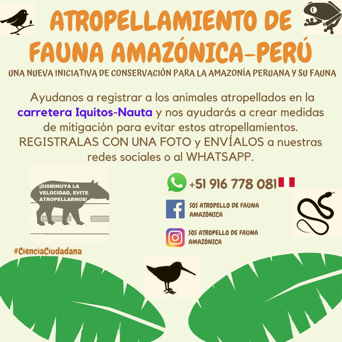 LuisLopezRa's tweet photo. Amigos ayudanos a divulgar nuestro post¡ Comentandoles que este es un nuevo proyecto de conservación para los animales atropellados en la Amazonía peruana como la carretera Iquitos-Nauta y trochas carrozables establecidas en la Región Loreto. #CienciaCiudadana #EducaciónAmbiental https://t.co/N8jpowxeEm