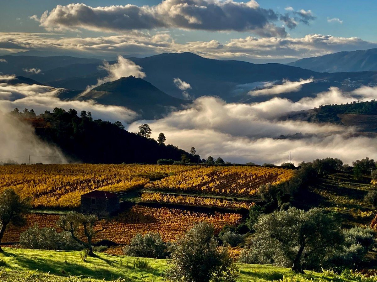 November in the Douro.🍁