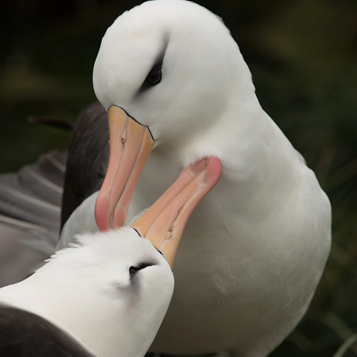 BAS_News's tweet photo. Last week #HumanStar, Alex, spotted black-browed #Albatross pair Eirwen and Haru on their nesting site from last season, catching up after a long winter apart.
#BirdIsland #AlbatrossStories
📷 Derren Fox https://t.co/UGWUdwp2sH
