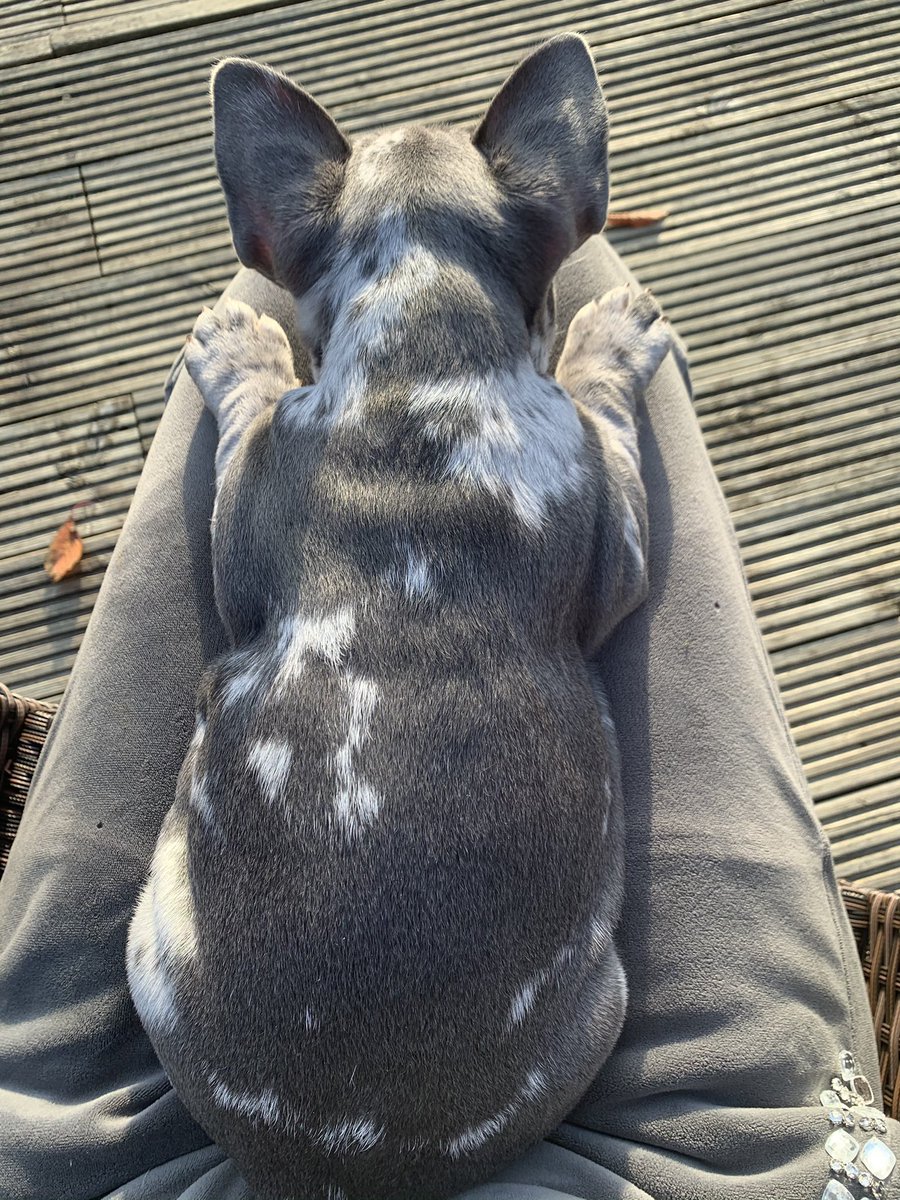 BabyBoyNoNameY1's tweet photo. Chilling ๐ค #FrenchieLove #GettingSomeFreshAir #Merle #merlebaby #MerleFrenchies https://t.co/YdSCbCGv3r