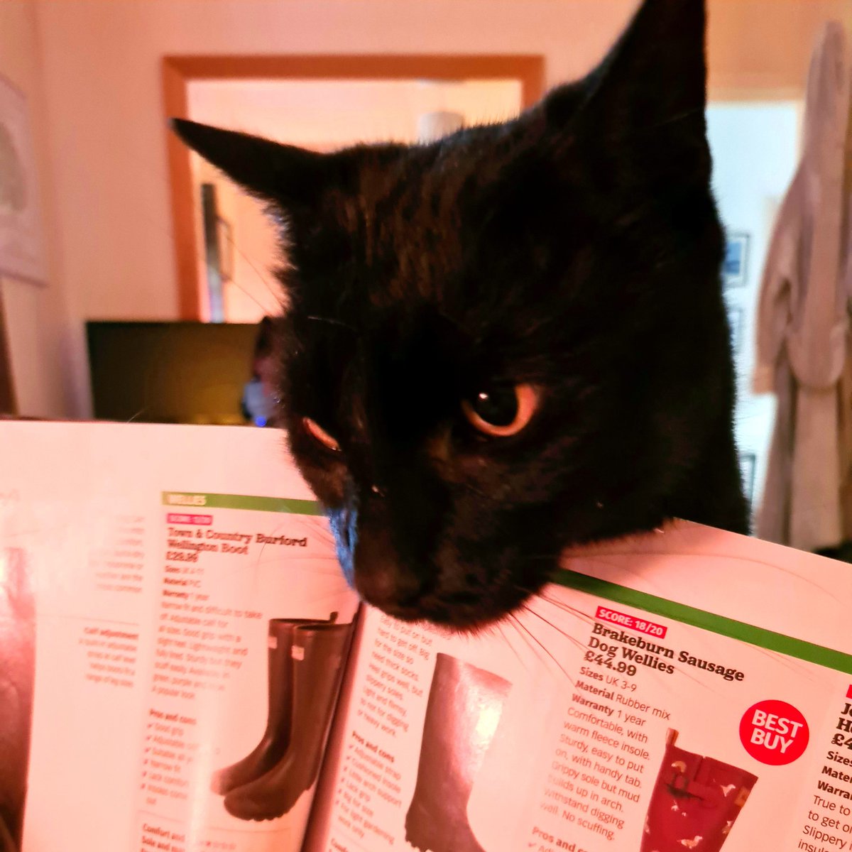 tracey_crouch's tweet image. Resting with a mag. No chance!! Peekaboo....