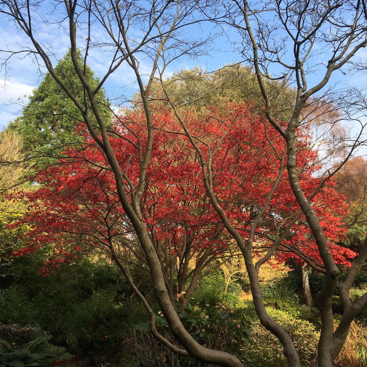 MorvenProctor's tweet photo. Calderstones Park showing off again. https://t.co/JaMTP3ONRY