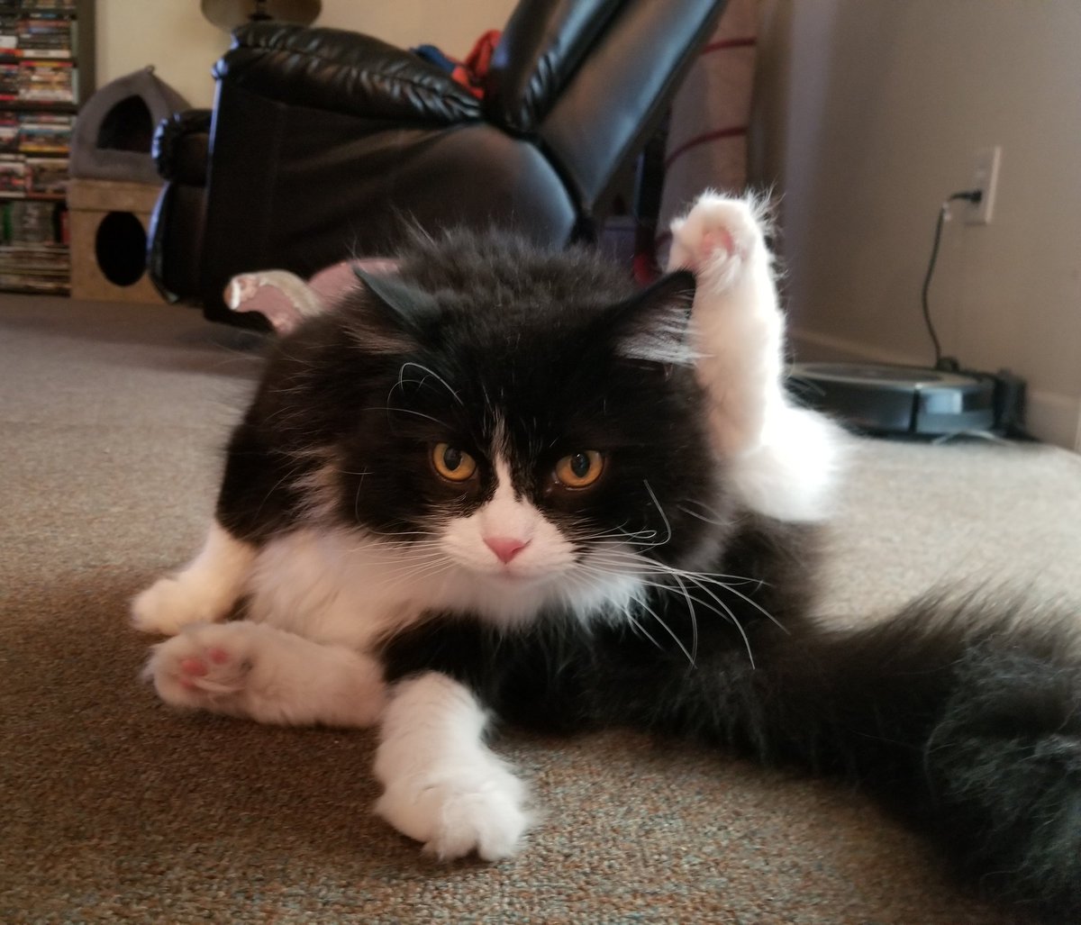 RuckusAmungus's tweet photo. 😹2nd Breakfast has been Served so now it is time for #Caturday Morning Yoga with Critter😹🐾
#flooflylicious #DIVA #CatsOfTwitter #TheFurrRealStruggle #SaturdayMotivation #SaturdayMood #saturdayvibes #TuxiesRule https://t.co/ReOTTjllkh