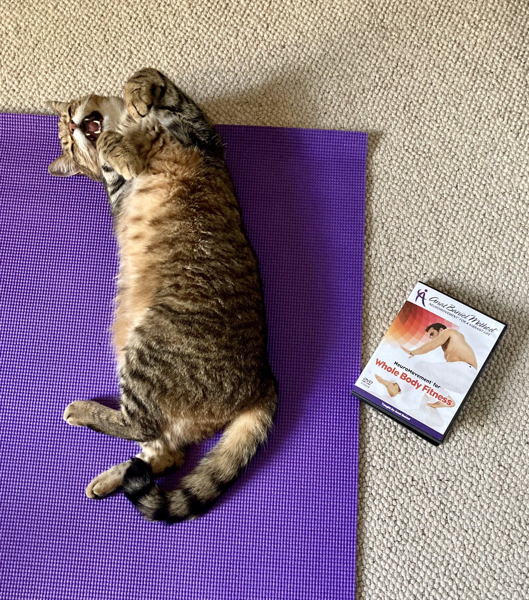 Janine_Ashi's tweet photo. Had a very happy class participant in my @anatbaniel @NeuroMovement session! 😻 #CatsOnTwitter #Caturday #AnatBanielMethod #movement https://t.co/zPefmTPzyy