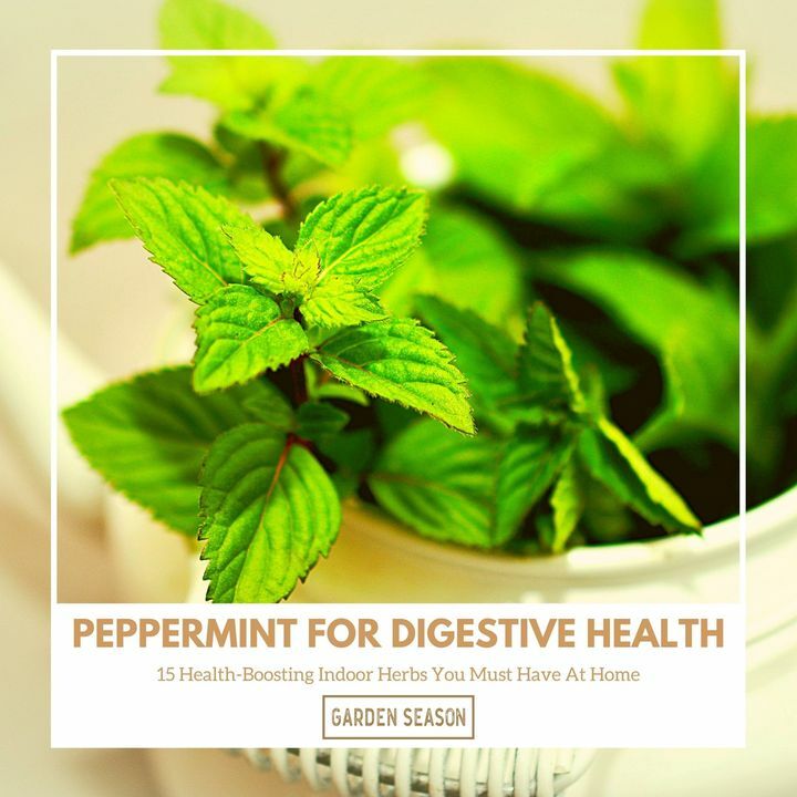 Peppermint is particularly used medically for digestive health. The essential oil from peppermint is studied for its potential as a treatment for irritable bowel syndrome.

bit.ly/indoor-herbs-h…