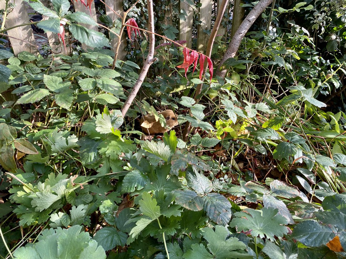 Spot the guinea pig competition 😉