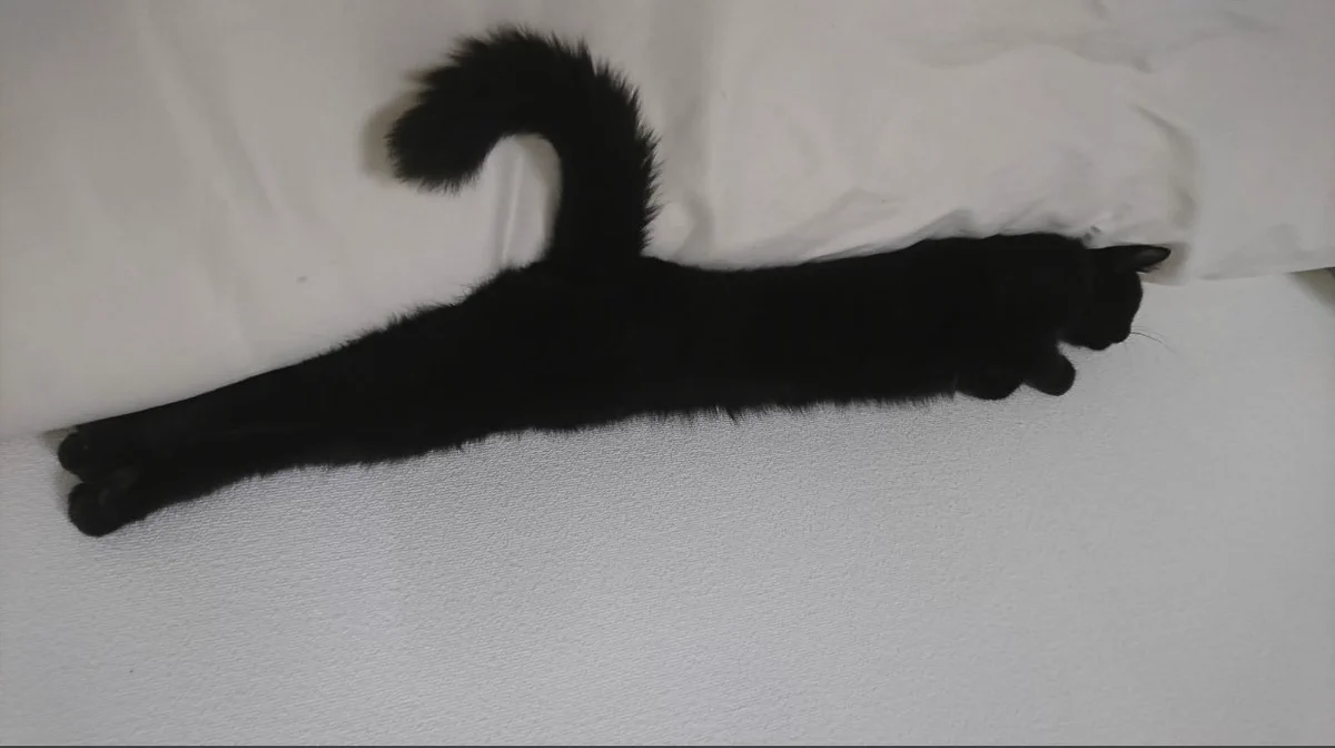 え？ハンガー？どう見てもハンガーにしか見えない猫がいた！！