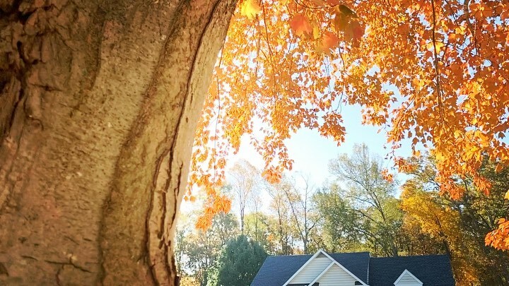 elementalvisual's tweet image. Je ne sais quoi instagr.am/p/CHSxxtzBGI_/