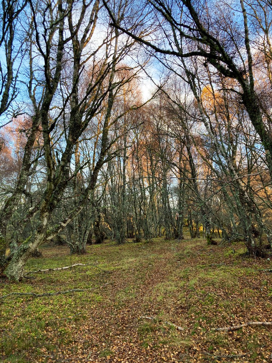 Grant Moir tweet media