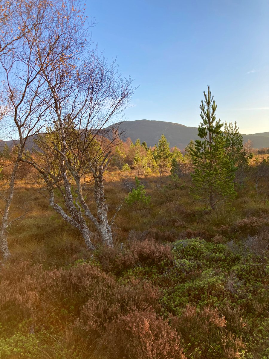 Grant Moir tweet media