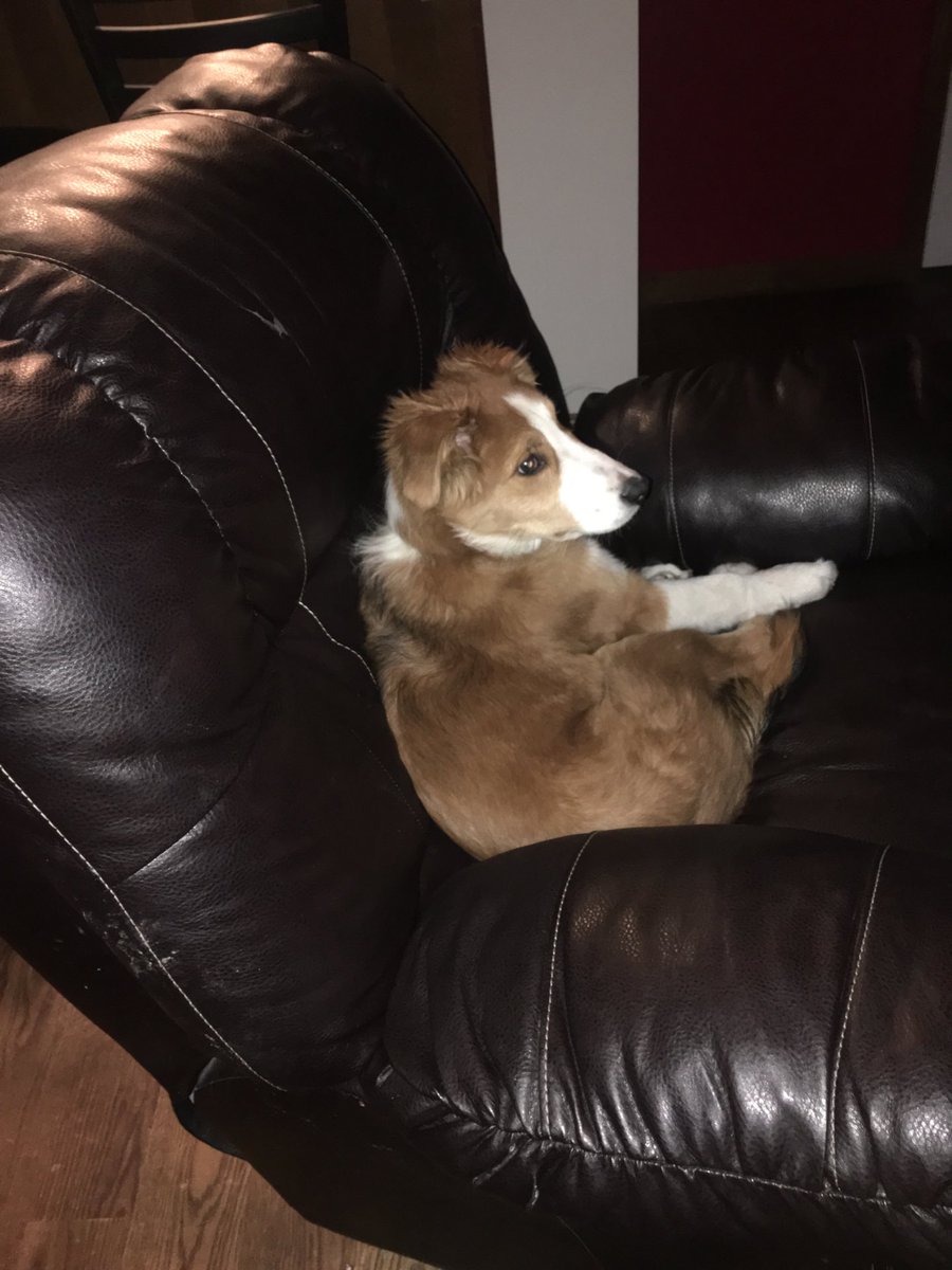 MarlaMuhlenkamp's tweet photo. My dog, Frankie got loose. Last spotted by south 118.  Has a name tag with info. https://t.co/MV2HrIKb9j