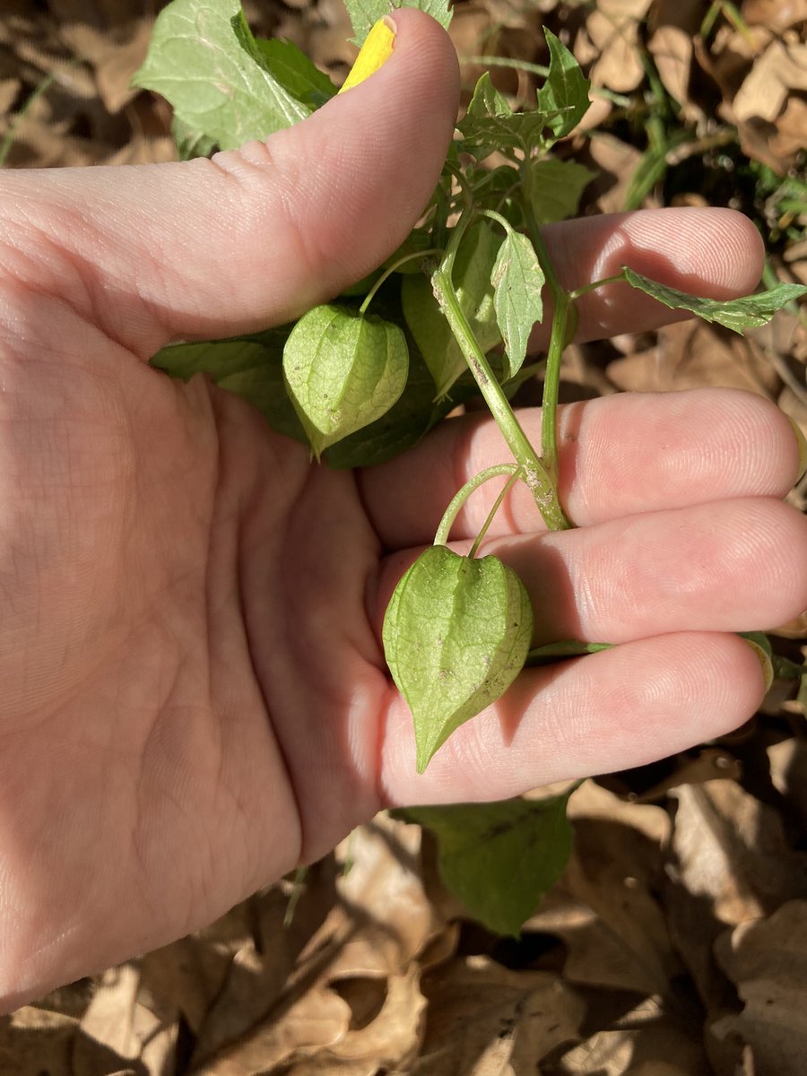 Physalis angulata, one of my favorite plants!!! This one is also referred to as the cutleaf ground cherry, it is a nightshade that grows little berry lanterns, like tomatillos but much smaller. The berries are edible BUT NOT THE FOLIAGE. They taste like tomato and pineapple.