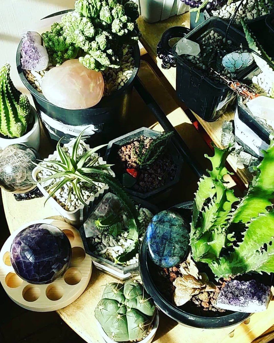 Drewquetz's tweet photo. Sunbathing!!!
#Cactus 🌵 #Crystals 💎 https://t.co/9qrfYIDJI9