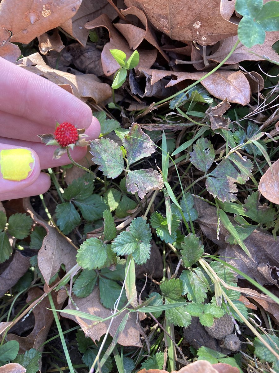 Mock strawberry, these are all over my backyard, and I really enjoy them. They are not the same as wild strawberries, the flowers are yellow instead of white, and they grow like a weed. You can eat the berries, but they taste of nothing and offer no real benefit.
