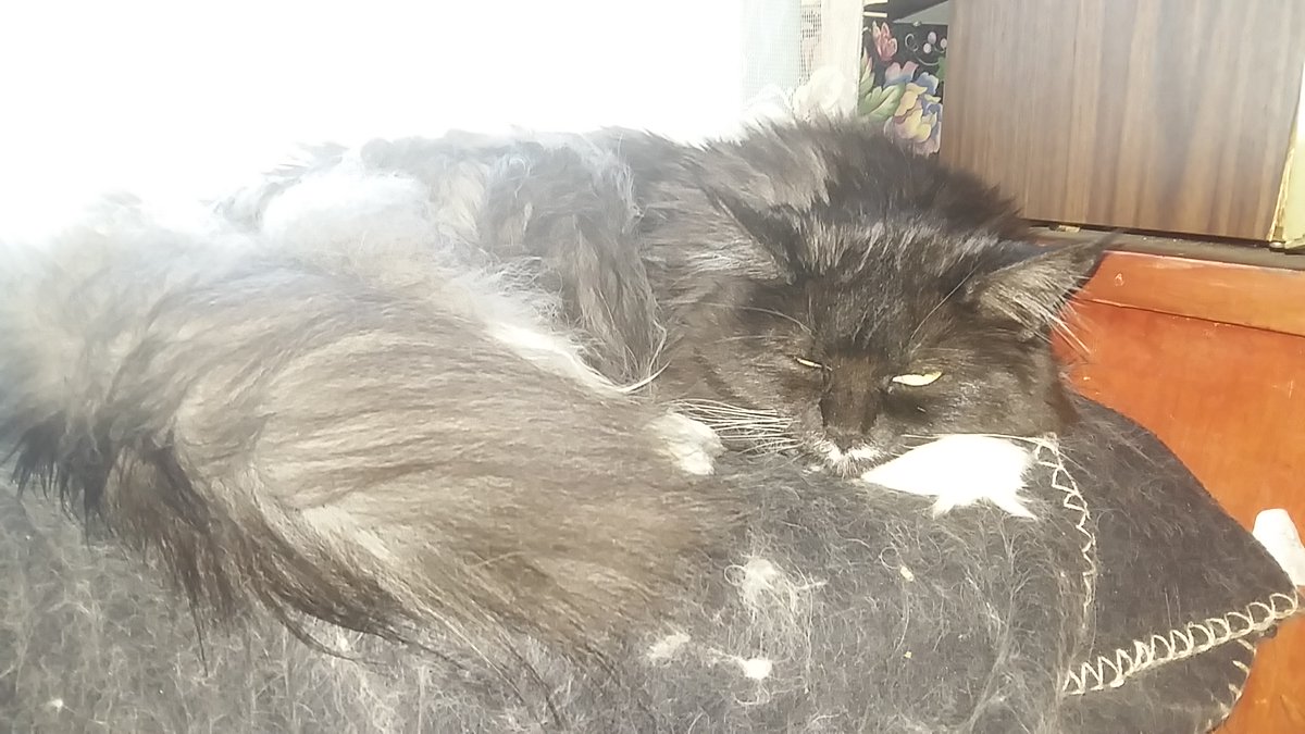 VJAllison1974's tweet photo. I don't think someone liked having her photo taken... AGAIN. #PrincessFluffyButt #CatsOfTwitter #MarnietheMaineCoon #mainecoon https://t.co/Fcv2W2SxxM