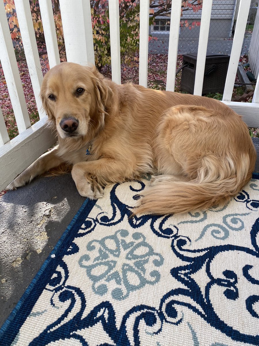 DrKoz13's tweet photo. Got in some SIG videos and joined a live session. Time for a quick outside stretch with Penny before our last concurrent sessions and business meeting! #MITESOL2020 has been a success! https://t.co/hX301M5si5