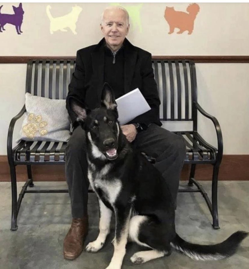 MollyWootton's tweet photo. I know this is a bit self-involved, because of where I work and where I volunteer. But I am so delighted that an ADOPTED SHELTER DOG is going to be living in the White House

#adoptdontshop #bidenharris2020 #happy #rescuedog #whitehouse #Progressive https://t.co/COHVctl7bx