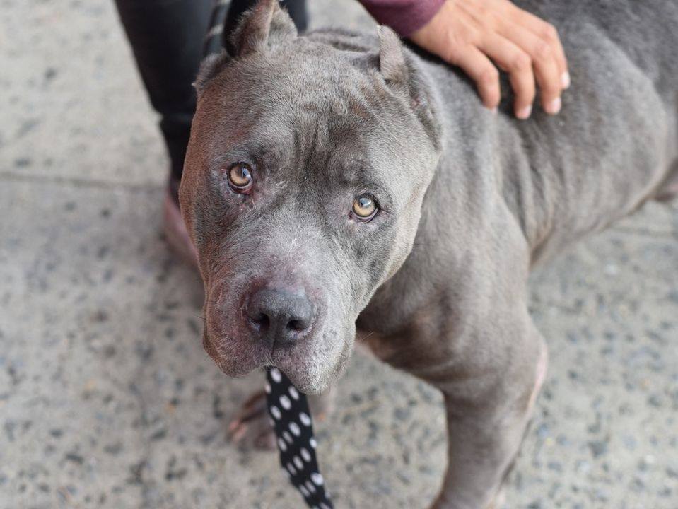 NMBewitched's tweet photo. 💔💔Diesel💔💔
More 💔💔
Returned by ACC #Foster as stairs are too much for him at his age😭😭😭
#TeamAnimal This boy needs a Happy Ending, TLC, Gentle Voice &amp; Vet✔
#Pledge #Share 
#Foster 4 #Rescue
Our Grey Velvet Lover😍
Those Pleading Eyes😢 https://t.co/7EYE1hwkNO