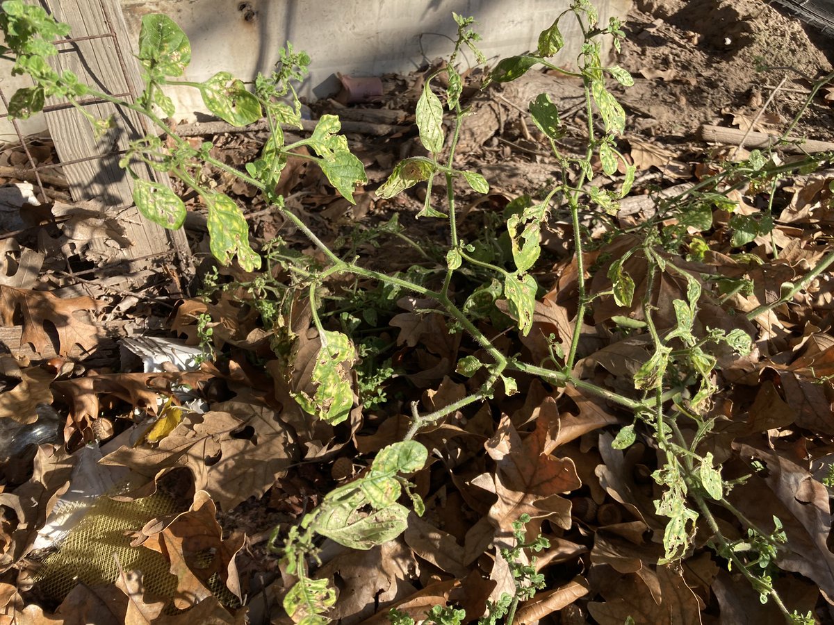 A.... wild tomato plant??? I found this behind an old shed just now. I don’t dump waste here. It has tiny leaves and itty bitty tomatoes????? I’m going to clone this......