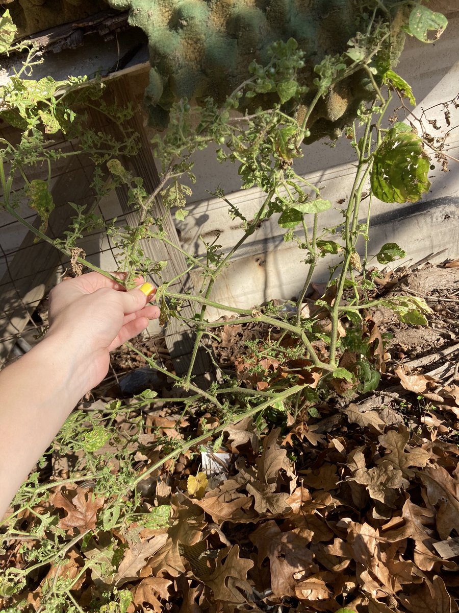 A.... wild tomato plant??? I found this behind an old shed just now. I don’t dump waste here. It has tiny leaves and itty bitty tomatoes????? I’m going to clone this......