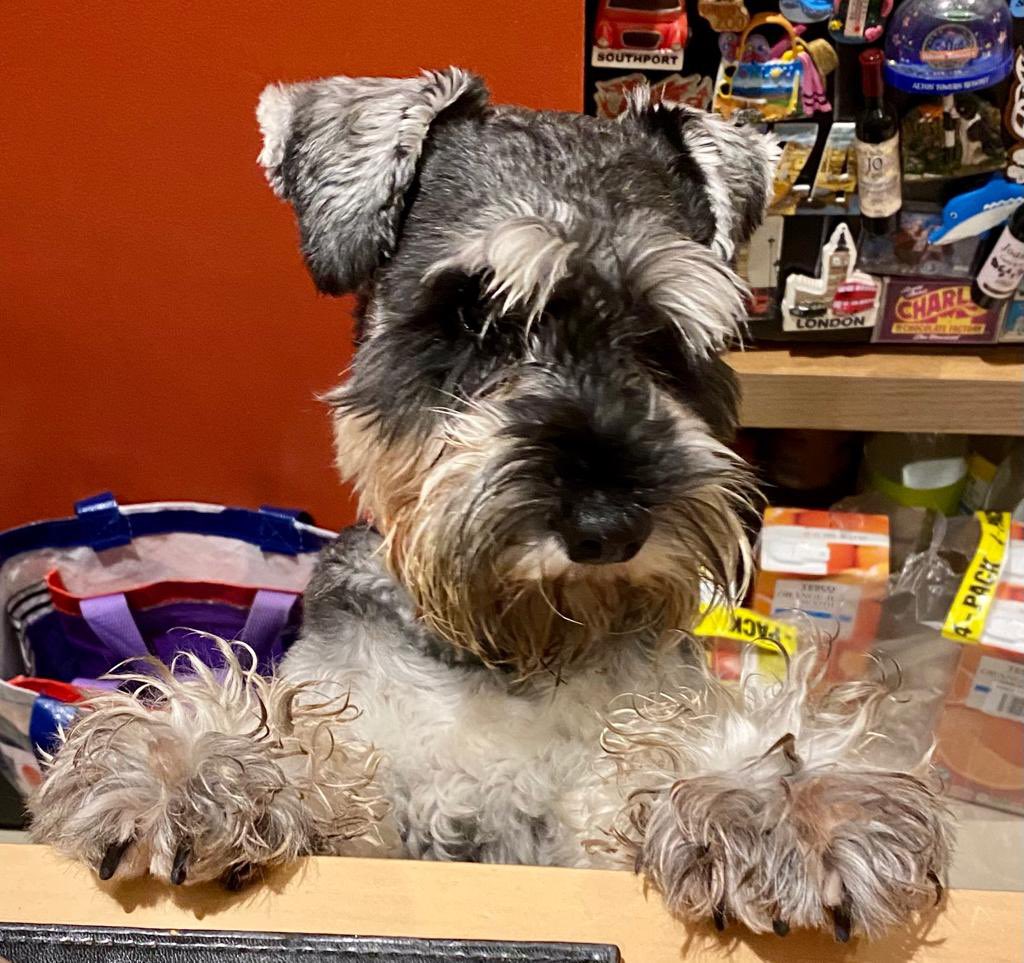 Iam_Sherlock1's tweet photo. Oi!! What doing ?? Me av some Nom’z too pwease, save me some chiggin’ eh?? #SchnauzerGang #Chiggin ❤️ #dogsoftwitter https://t.co/F7QoITRaP8