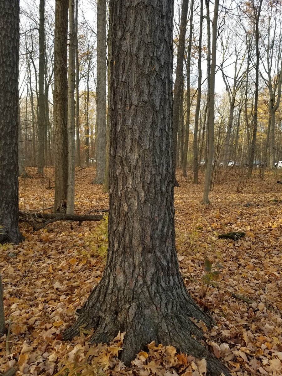 League of Trees (@leagueoftreesca) / Posts / X