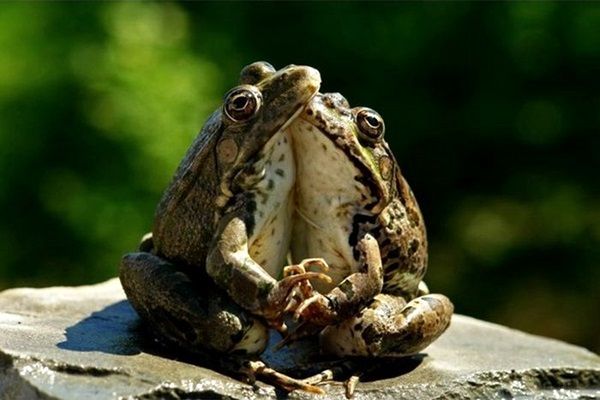 they make babies by hugging, they are very good and respectful, no seggs!!