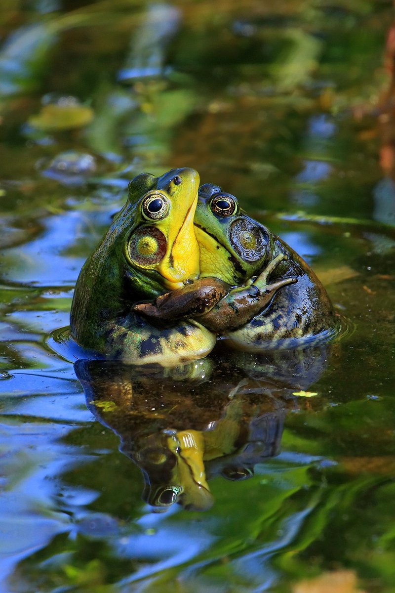 they make babies by hugging, they are very good and respectful, no seggs!!