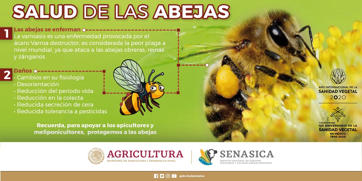 SENASICA's tweet image. Sobre la salud de las abejas 🐝