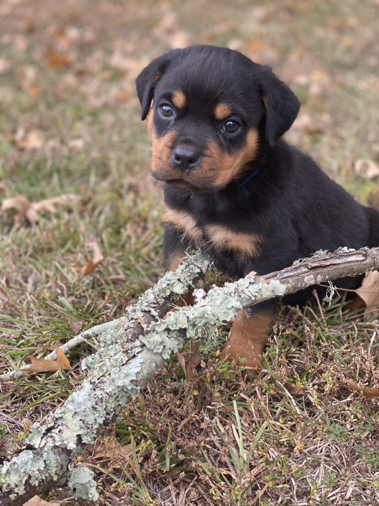 Vics_NoSecret's tweet photo. PUPPIES😍 https://t.co/i4oBOXLsT6