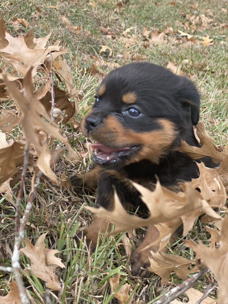 Vics_NoSecret's tweet photo. PUPPIES😍 https://t.co/i4oBOXLsT6