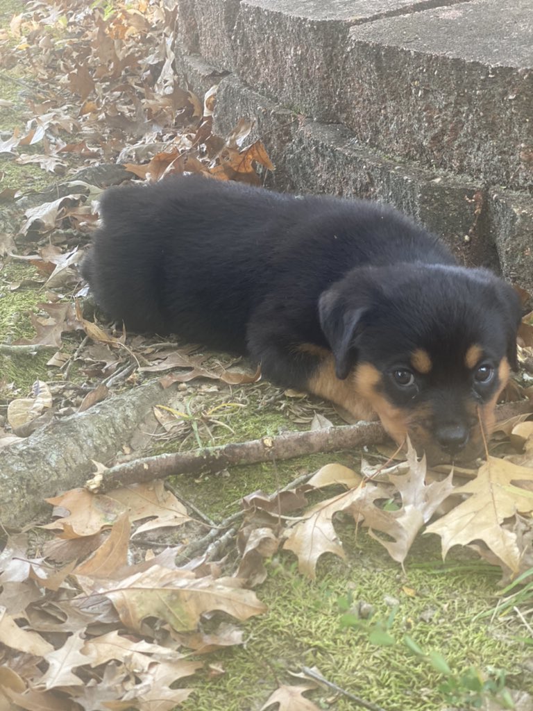 Vics_NoSecret's tweet photo. PUPPIES😍 https://t.co/i4oBOXLsT6