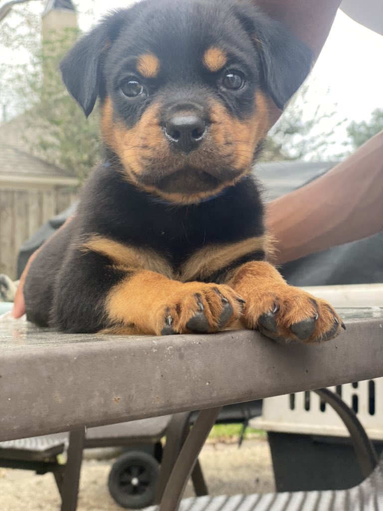 Vics_NoSecret's tweet photo. PUPPIES😍 https://t.co/i4oBOXLsT6