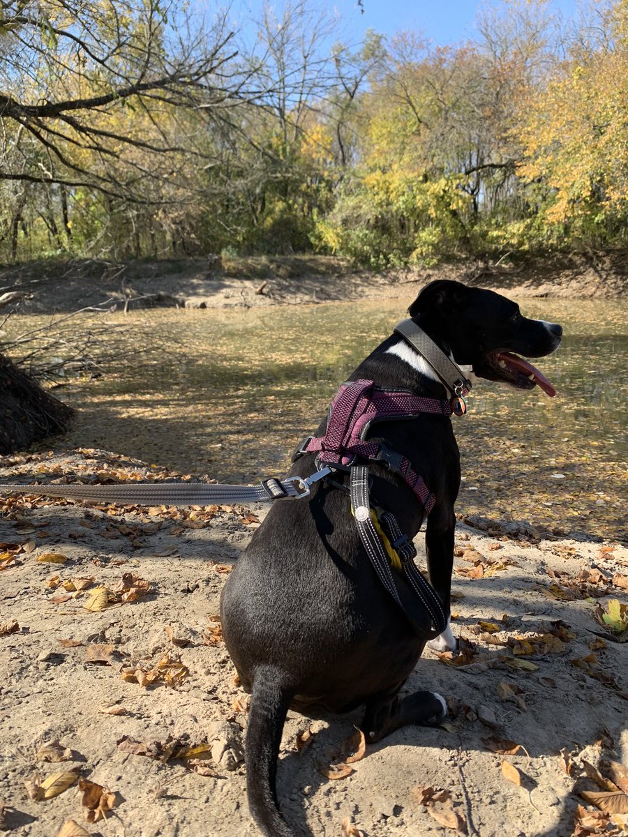 Celebratory walkies!