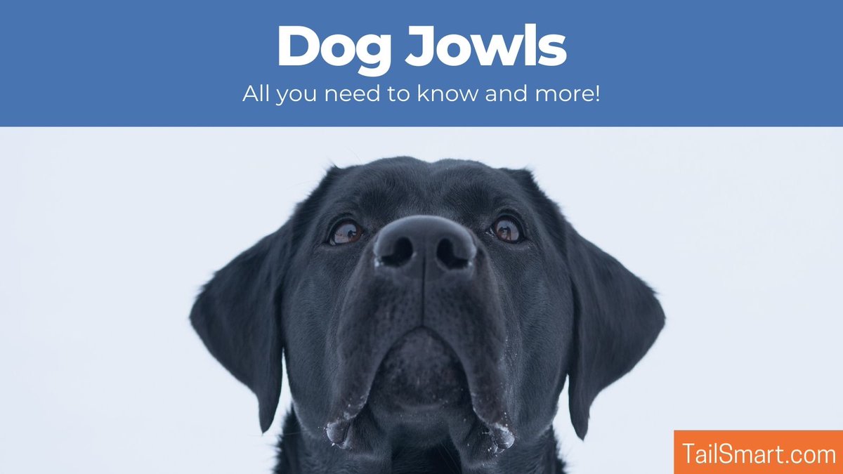 tailsmart's tweet photo. Dog Jowls – All You Need To Know And More #dogs #dog #doghealth

https://t.co/xd6i5VYbdC https://t.co/YGlHYBS94X