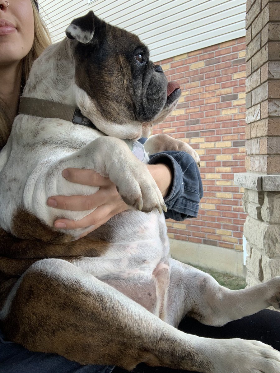 chyannespence's tweet photo. who’s gunna tell her she’s not a lapdog https://t.co/EYrDUGooVc