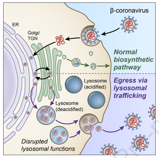 CellPressNews's tweet photo. "β-Coronaviruses use lysosomes for #egress instead of the biosynthetic secretory pathway" - Read more in @CellCellPress #coronavirus #infection
https://t.co/Va1z56coq8 https://t.co/Mg2v7OeIgN