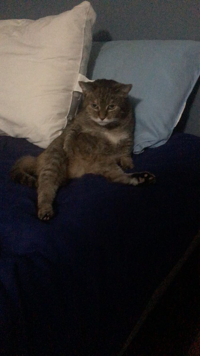 menzie27tf2's tweet photo. @jacksfilms can you get my cat to sit somewhere else #fixpix https://t.co/JJ6JDHU98z