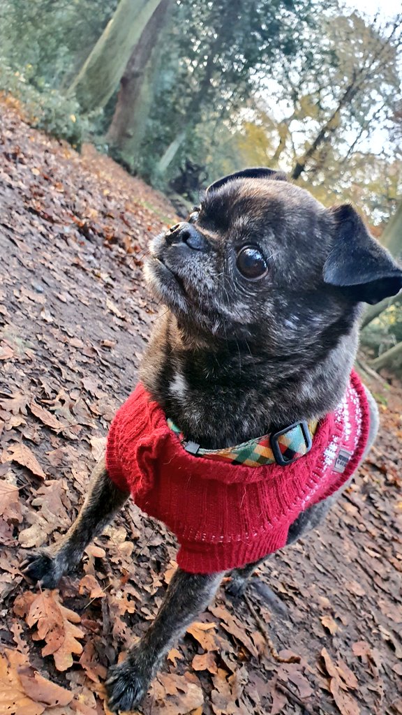 MsHShapley's tweet photo. Lovely Epping today https://t.co/JW5LRN2A7M