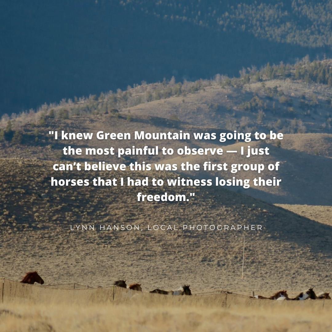 FreeWildHorses's tweet photo. Helicopters did not fly yesterday at the on-going Red Desert roundup in WY. But on Thurs, we witnessed the removal of the Green Mtn #wildhorses. Devastatingly, a sorrel stallion known as Ruby-2 &amp; his band of pintos were removed. #stoptheroundups Report: https://t.co/TukB6gBw7O https://t.co/YZQjKOCg6m