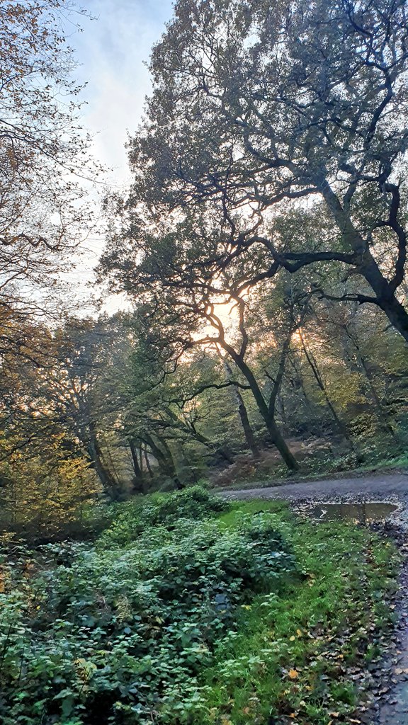 MsHShapley's tweet photo. Lovely Epping today https://t.co/JW5LRN2A7M