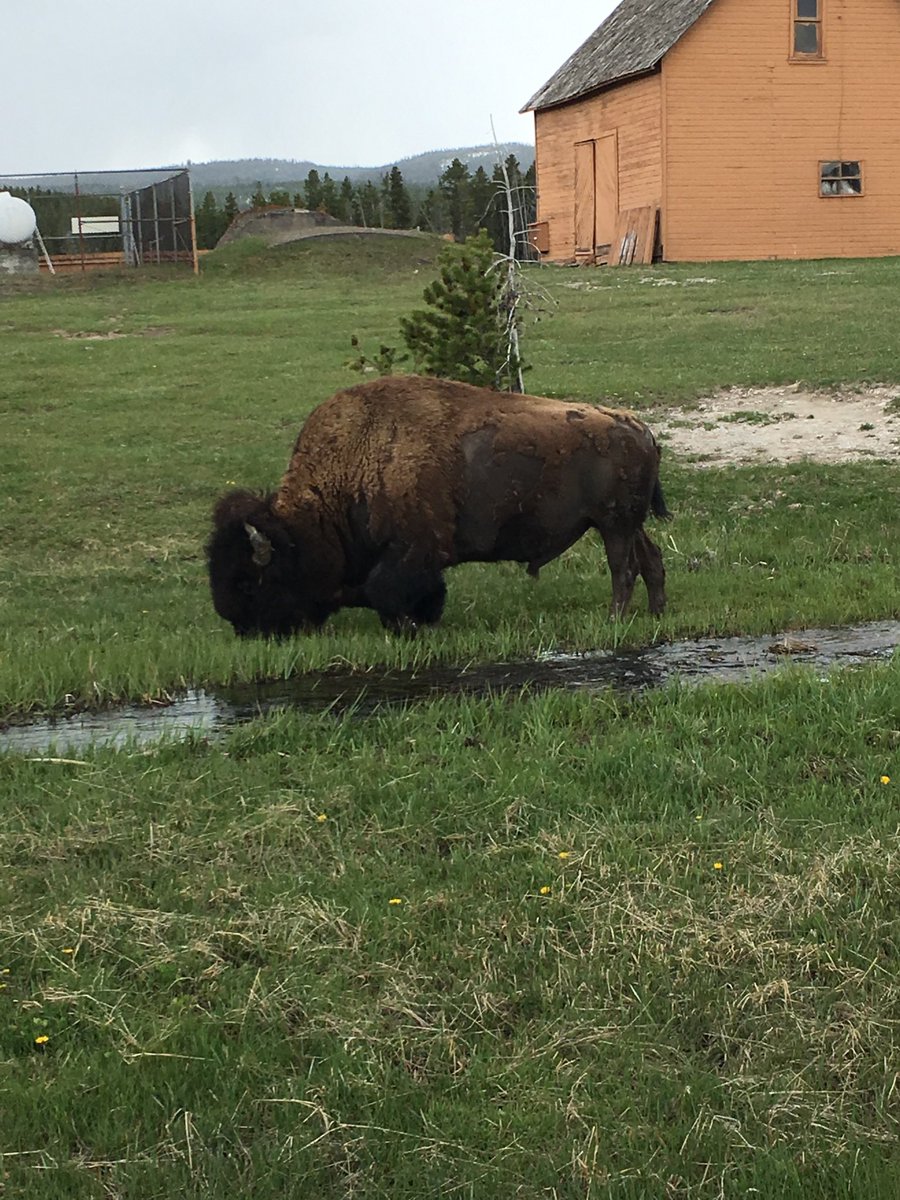 ShaineMarsden's tweet photo. It’s #NationalBisonDay so here’s some pictures of these gorgeous animals from my trip to @YellowstoneNPS a couple years ago! (These pictures make it seem like I was standing closer than I really was). #conservation #bison #yellowstonenationalpark #keepyourdistancefromwildlife https://t.co/zwALktbnvA