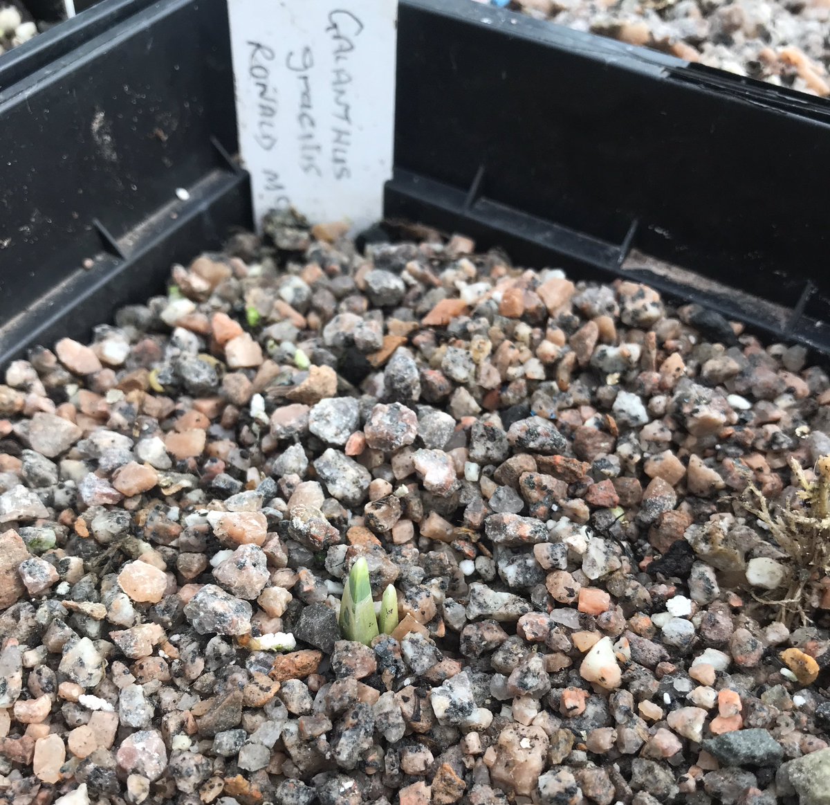 86_plot's tweet photo. First snowdrop to make an appearance this winter is the beautiful, golden yellow Galanthus Ronald Mackenzie #snowdrops #galanthus #bulbs #ronaldmackenzie https://t.co/ljkE0JF2ay
