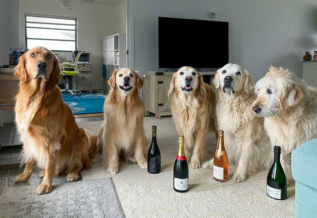 TheGoldenRatio4's tweet photo. Yes hello! I am you sommelier, Vink, and these are my apprentices. We would love to help you choose a bottle that will delight your palette! 🍾 🥂 https://t.co/LnaqwAiUVE