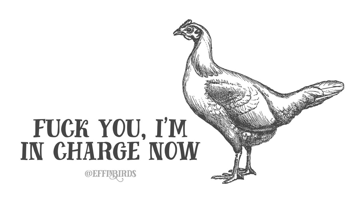 EffinBirds's tweet photo. https://t.co/fUdnDIUFly