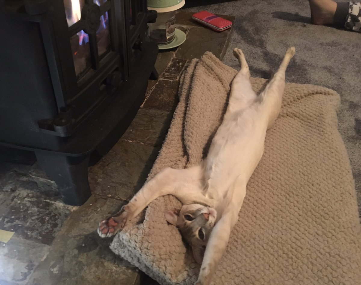 Diablo_Siamese's tweet photo. WHAT’S HAPPENING? #NoIdea #JessiePinks #FireBathing #WinterIsHere #TeamDiablo #CrazyCatNanaVisits @jolenehunter #catsoftwitter #catsofinstagram https://t.co/p3LRFHSzuU